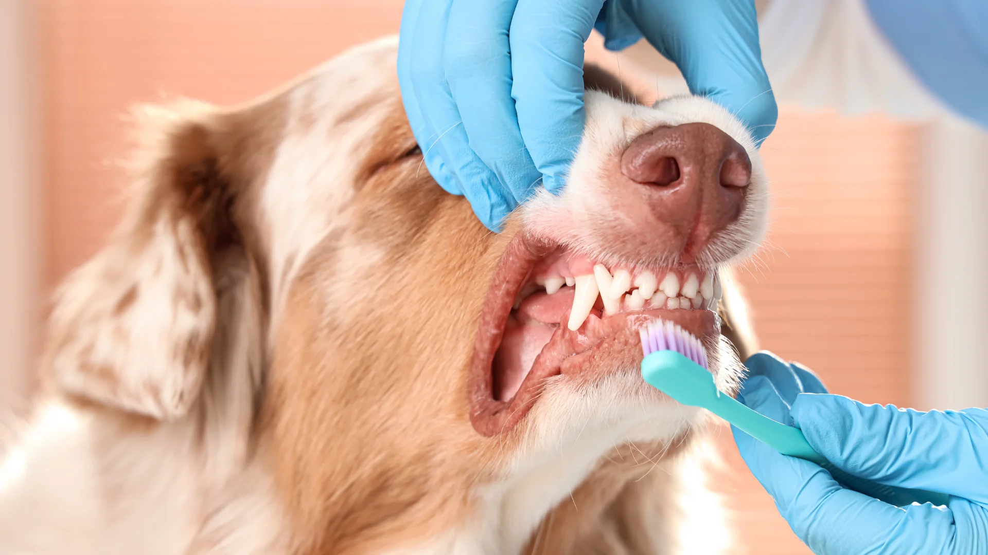 How to Care for Your Dog’s Teeth
